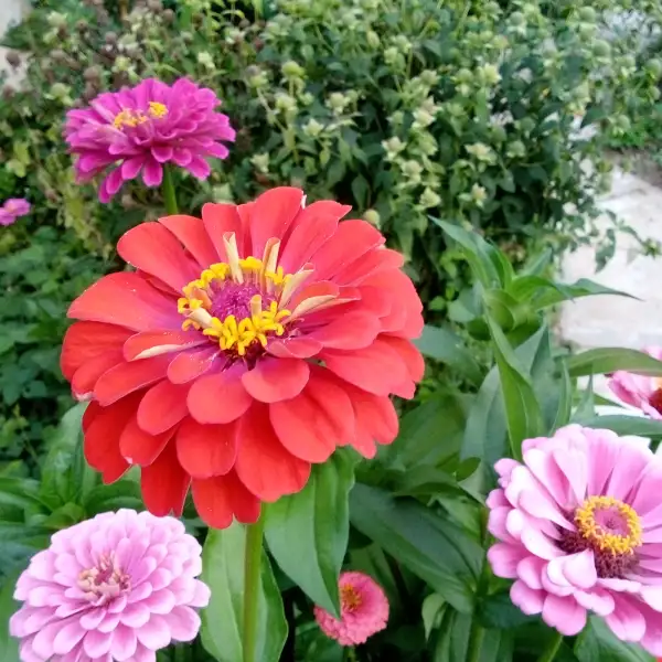 Blumen: Zinnien - Jede Blüte hat eine andere Farbe