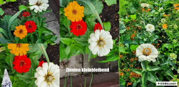 Blumen: Zinnien - Mix, Höhe 50 cm bis 80