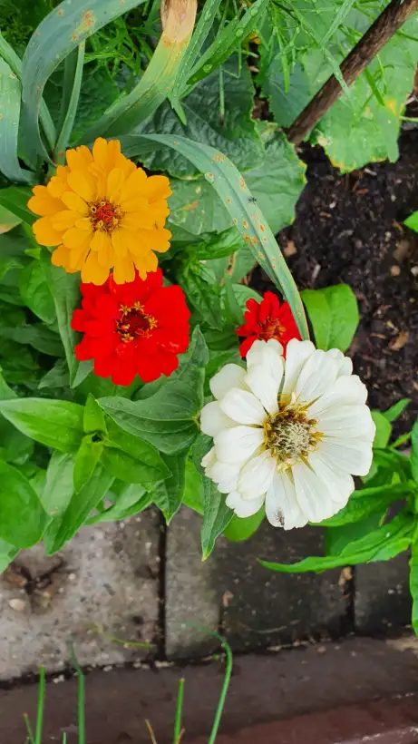 Blumen: Zinnien - Mix, Höhe 50 cm bis 80