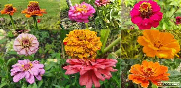 Blumen: Zinnien - Mix, Kleinbleibend Höhe: 30cm - 40 cm