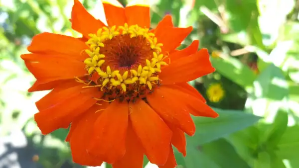 Blumen: Zinnien - Mix, Kleinbleibend Höhe: 30cm - 40 cm