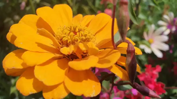 Blumen: Zinnien - Sorte: Canary, Gelb