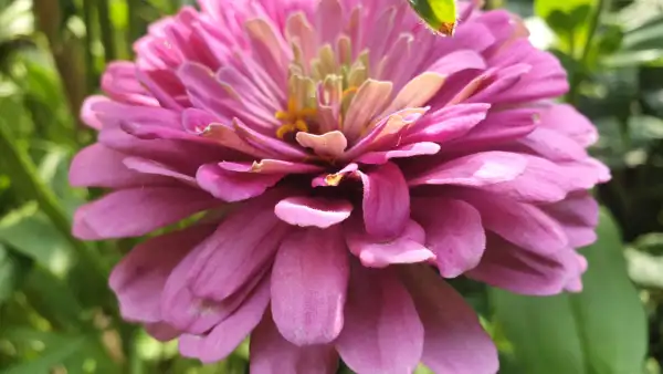 Blumen: Zinnien - Sorte: Dream, Rosa