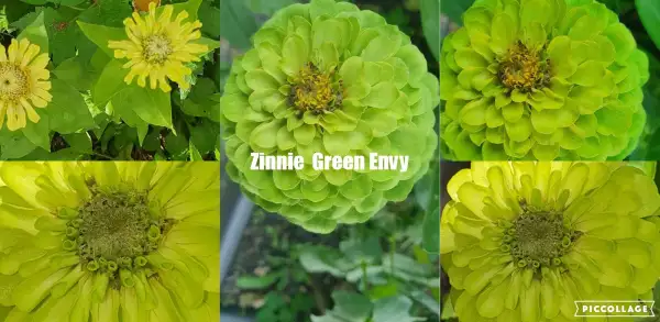 Blumen: Zinnien - Sorte: Green Envy, Lemon grün