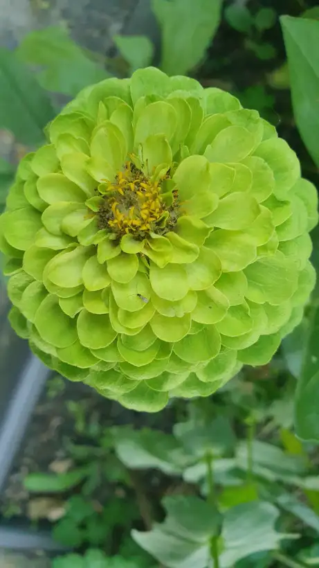 Blumen: Zinnien - Sorte: Green Envy, Lemon grün