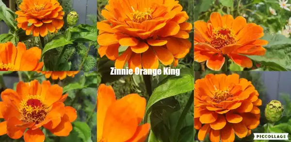 Blumen: Zinnien - Sorte: Orange King, Orange