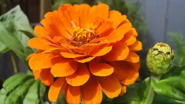 Blumen: Zinnien - Sorte: Orange King, Orange