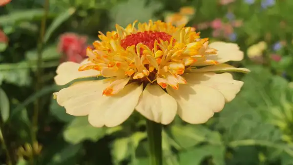 Blumen: Zinnien - Sorte: Zinderella Peach, Pastell