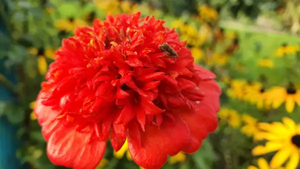 Blumen: Zinnien - Sorte: Zinderella Red, Rot