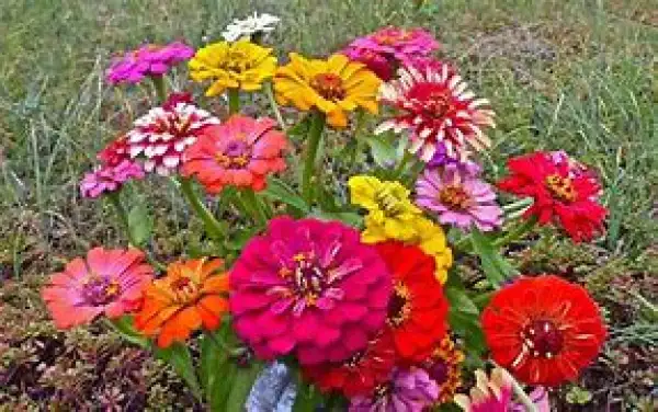 Blumen: Zinnien