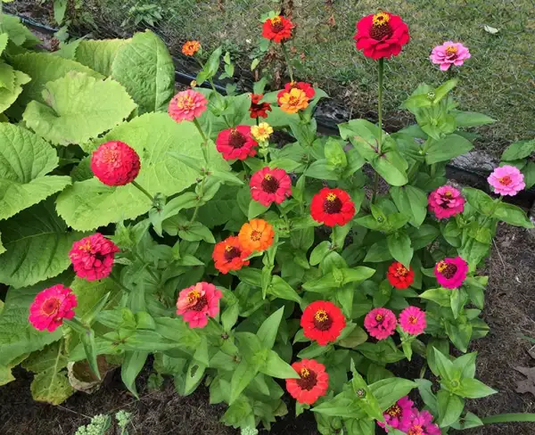 Blumen: Zinnien