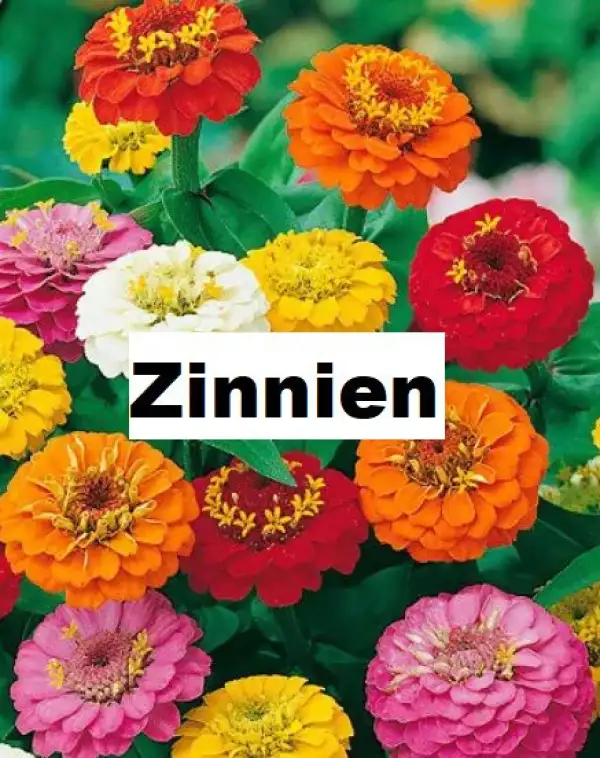 Blumen: Zinnien, bunt (mindestens 50 Stück)