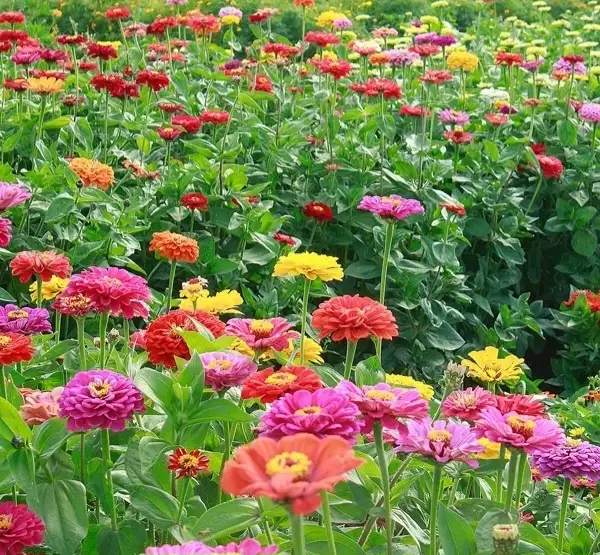 Blumen: Zinnien Dahlienform mix