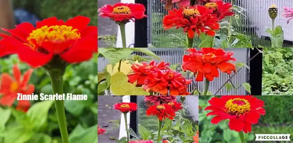 Blumen: Zinnien Sorte: Scarlet Flame