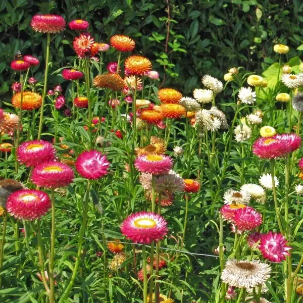 Blumen: Zinnien zwerg Mischung