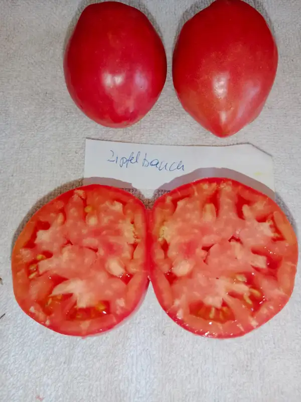 Tomaten: Zipfelbauch