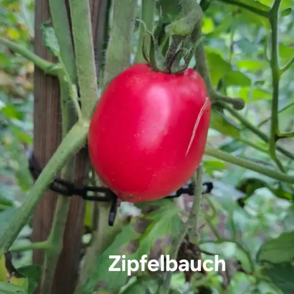 Tomaten: Zipfelbauch