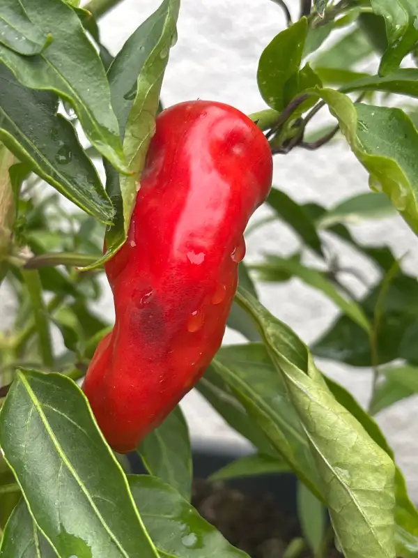 Chili / Paprika: Zipser Turkenspitz