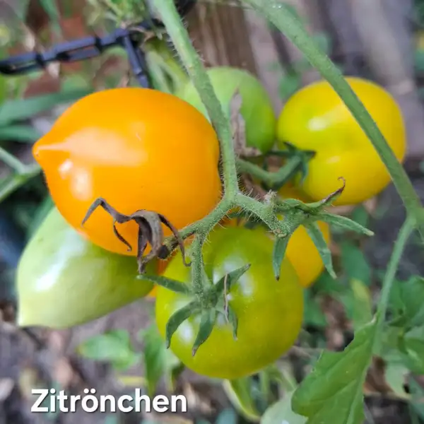 Tomaten: Zitrönchen