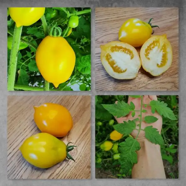 Tomaten: Zitronella