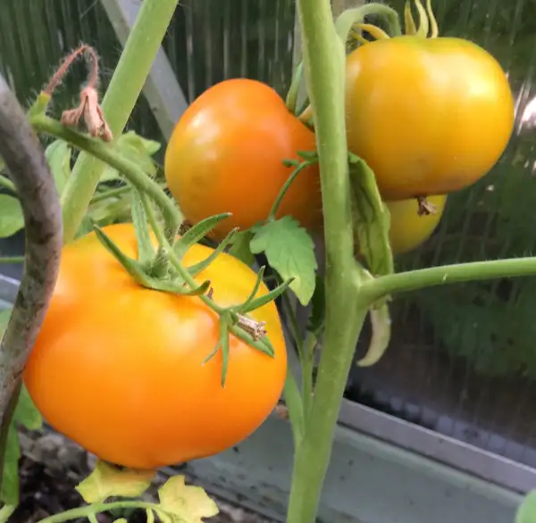 Tomaten: Zitronen Riese