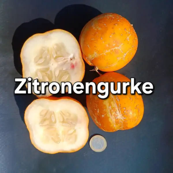 Gurken: Zitronengurke