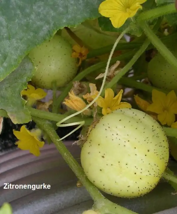 Gurken: Zitronengurke