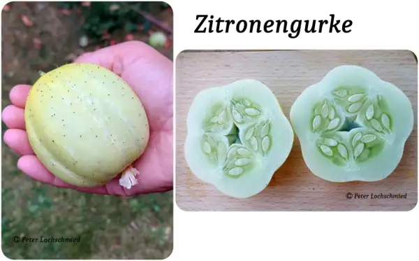 Gurken: Zitronengurke