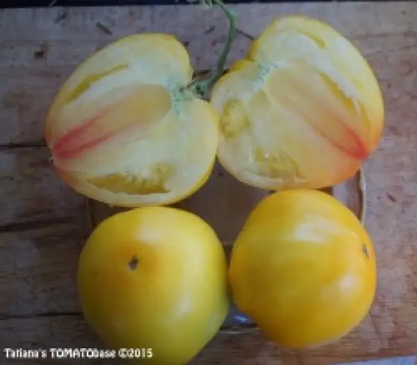 Tomaten: Zitronenriese = Lemon Giant =Gigant Limonnyi