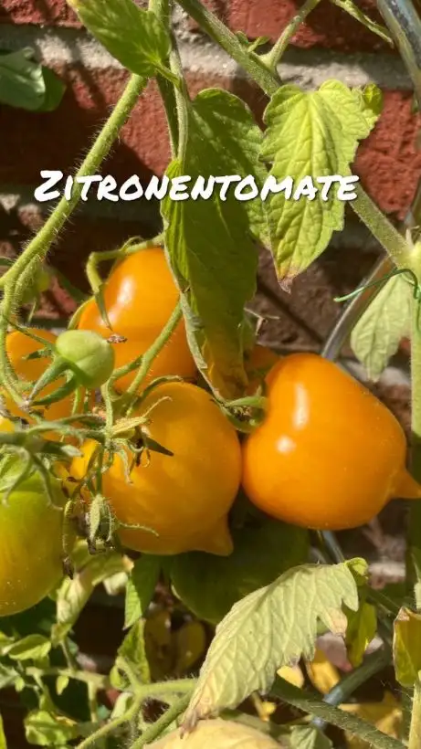 Tomaten: Zitronentomate