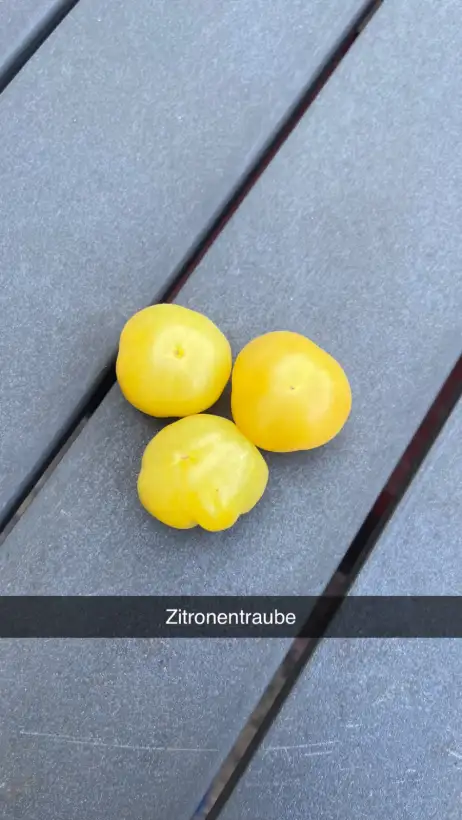 Tomaten: Zitronentraube