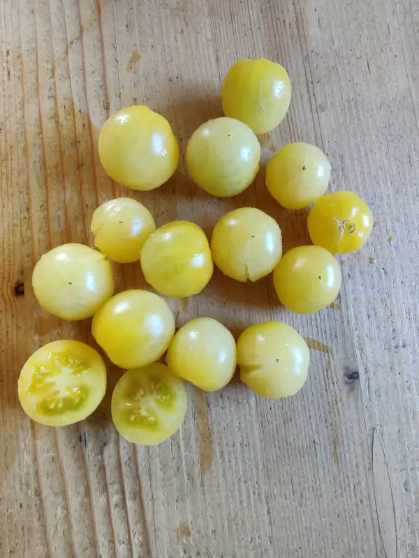 Tomaten: Zitronentraube