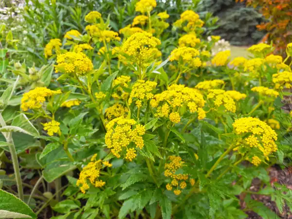 Stauden / Gehölz: Zizia aurea ‣ Goldener Alexander ‣ Meadow parsnip