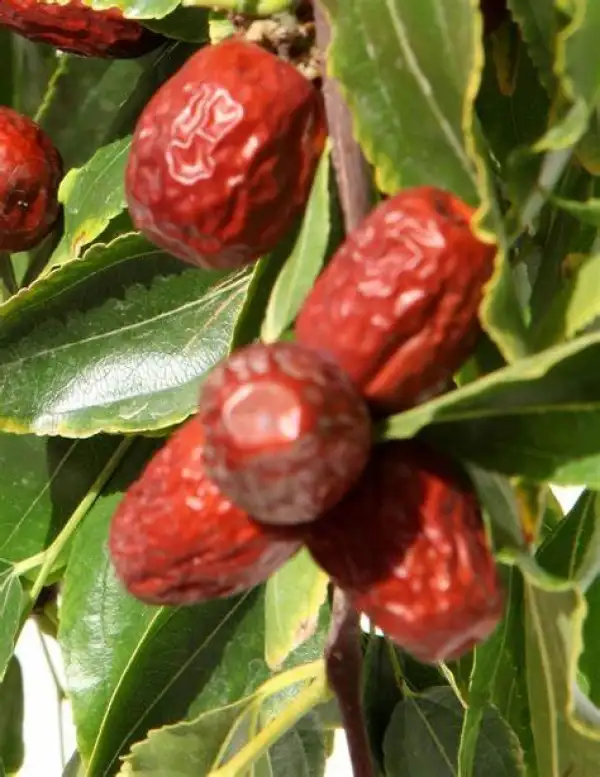 Obst: Ziziphus Jujuba / Jujube/ Chinesische Dattel