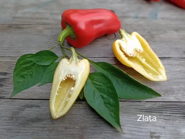 Chili / Paprika: Zlata