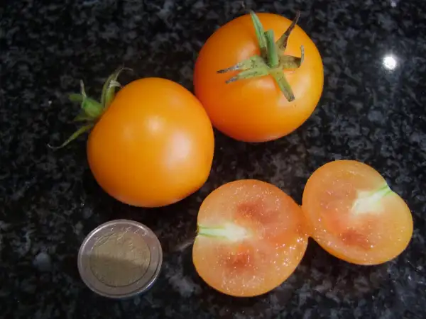 Tomaten: Zlatava - Stabtomate