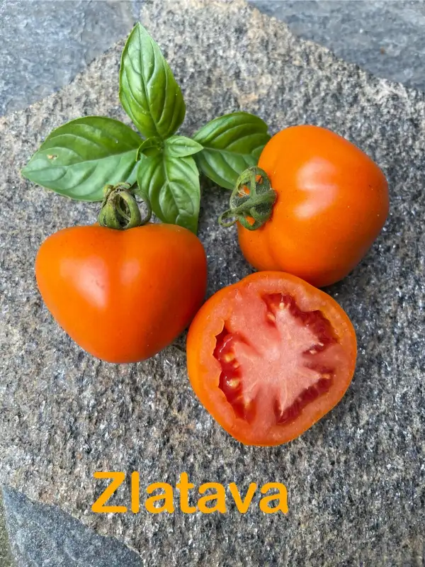 Tomaten: Zlatava