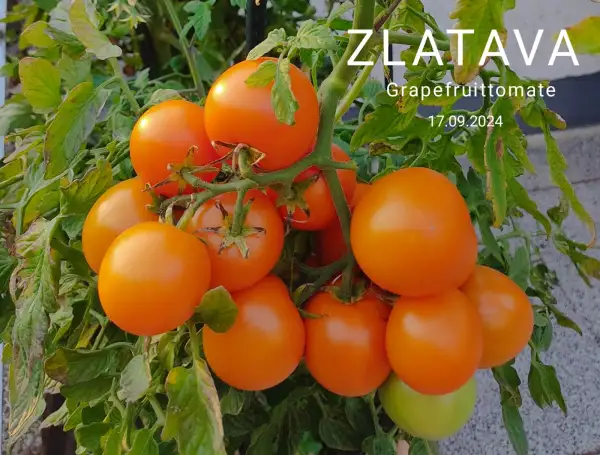 Tomaten: Zlatava