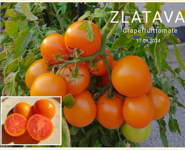 Tomaten: Zlatava