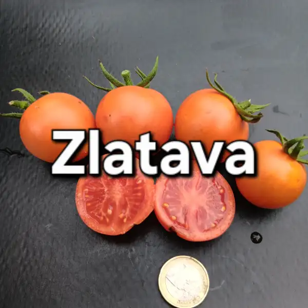 Tomaten: Zlatava