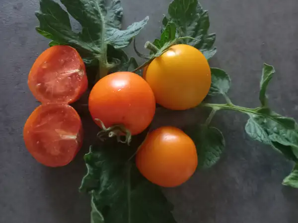 Tomaten: Zlatava