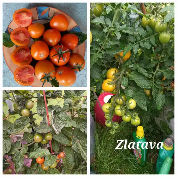 Tomaten: Zlatava