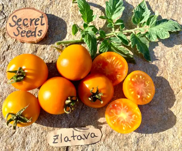 Tomaten: Zlatava