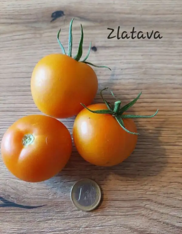 Tomaten: Zlatava