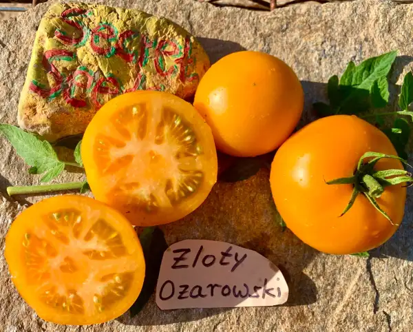 Tomaten: Zloty Ozarowski