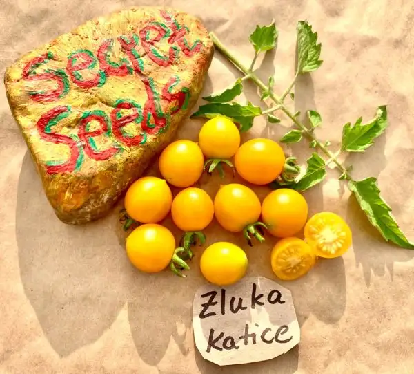 Tomaten: Zluka Katice