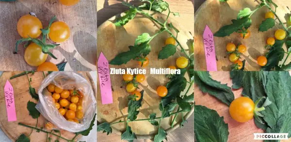 Tomaten: Zluta Kytice - Multiflora