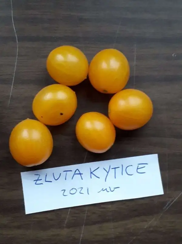 Tomaten: Zluta Kytice