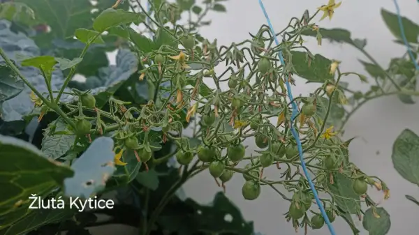 Tomaten: Zluta Kytice