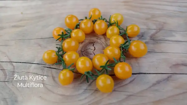 Tomaten: Zluta Kytice